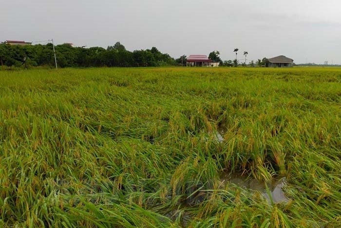 Gần 1.500 ha lúa, rau màu ở Thanh Miện bị ảnh hưởng do mưa lớn